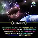 cockroaches