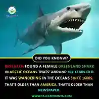 shark